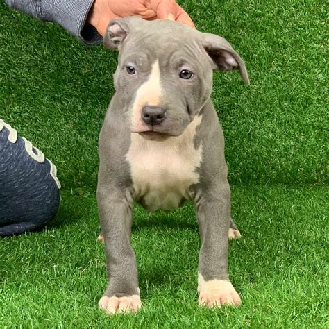 pitbull puppies for sale in la